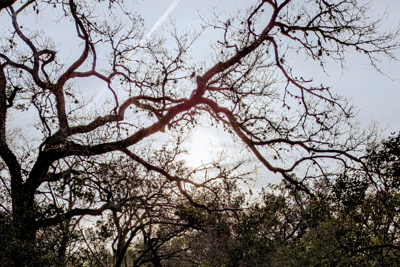 Woodland path at Mayfield Park in Austin.